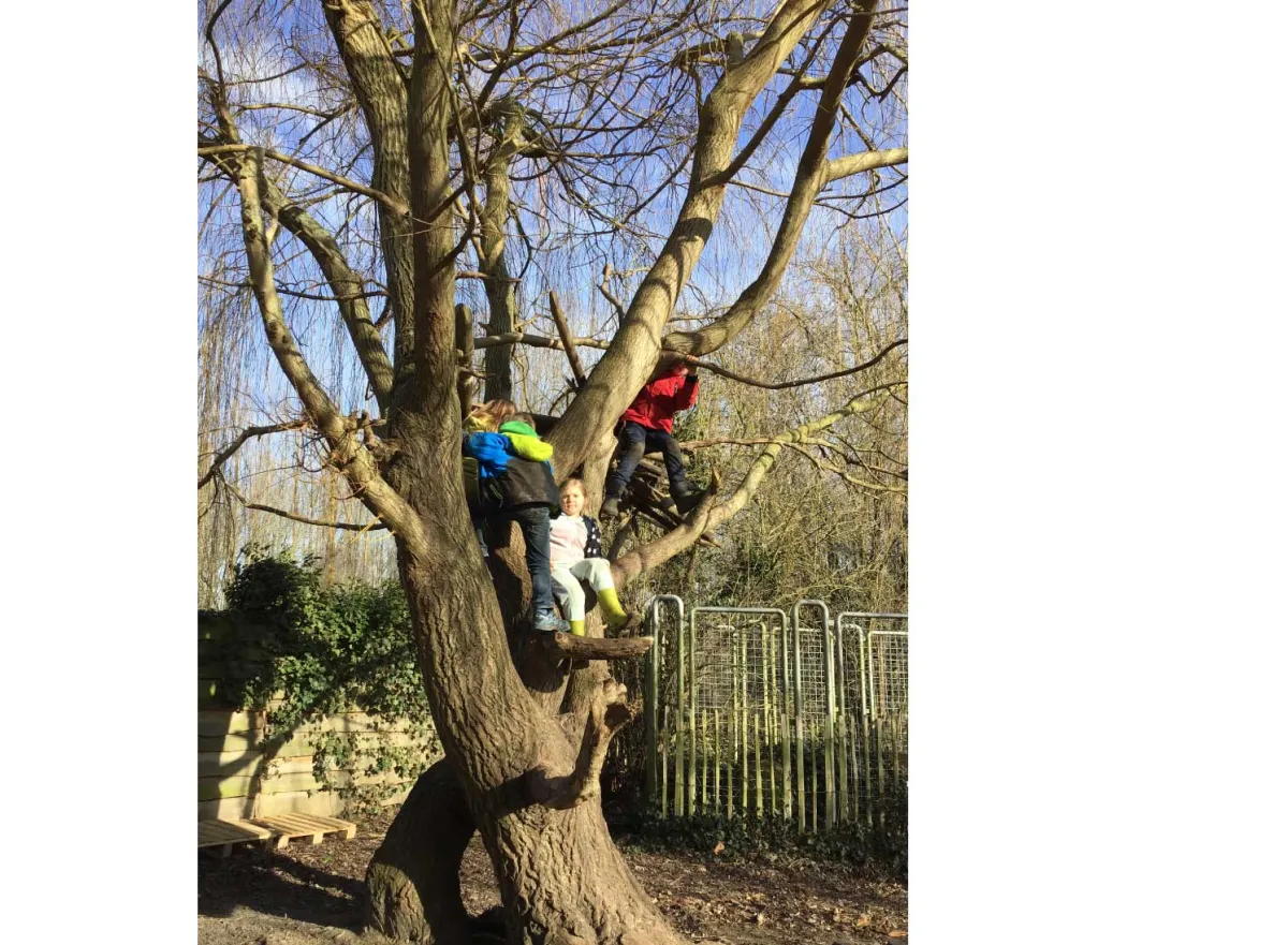 Kinderen klimmen in een boom op de speelplaats