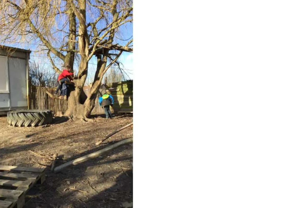 Kinderen klimmen in een boom op de speelplaats