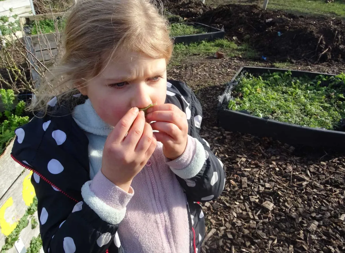 Meisje ruikt aan blaadje in moestuin van de school